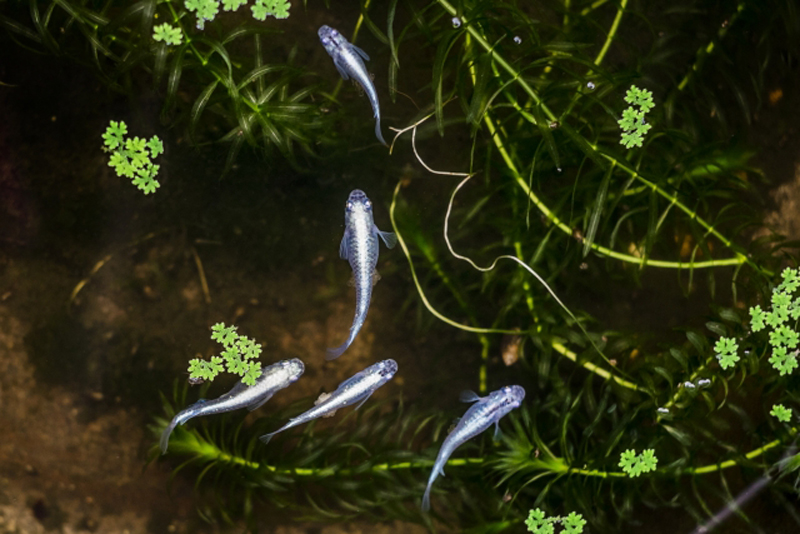 水草の間を泳ぐ銀色のメダカと浮き草の俯瞰画像