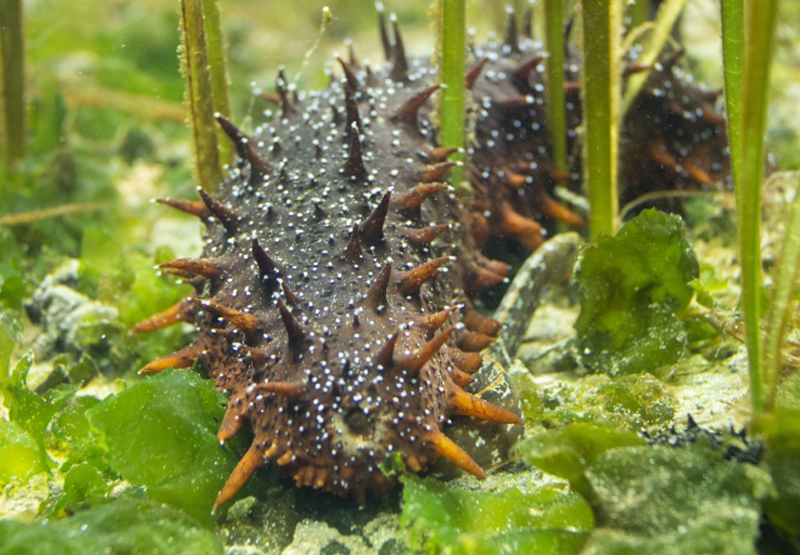 海草の生い茂る砂底を移動するトゲのあるナマコ