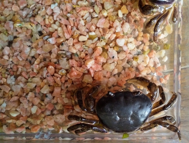 ピンク色の砂利が敷かれた水槽内のカニの仲間と底砂