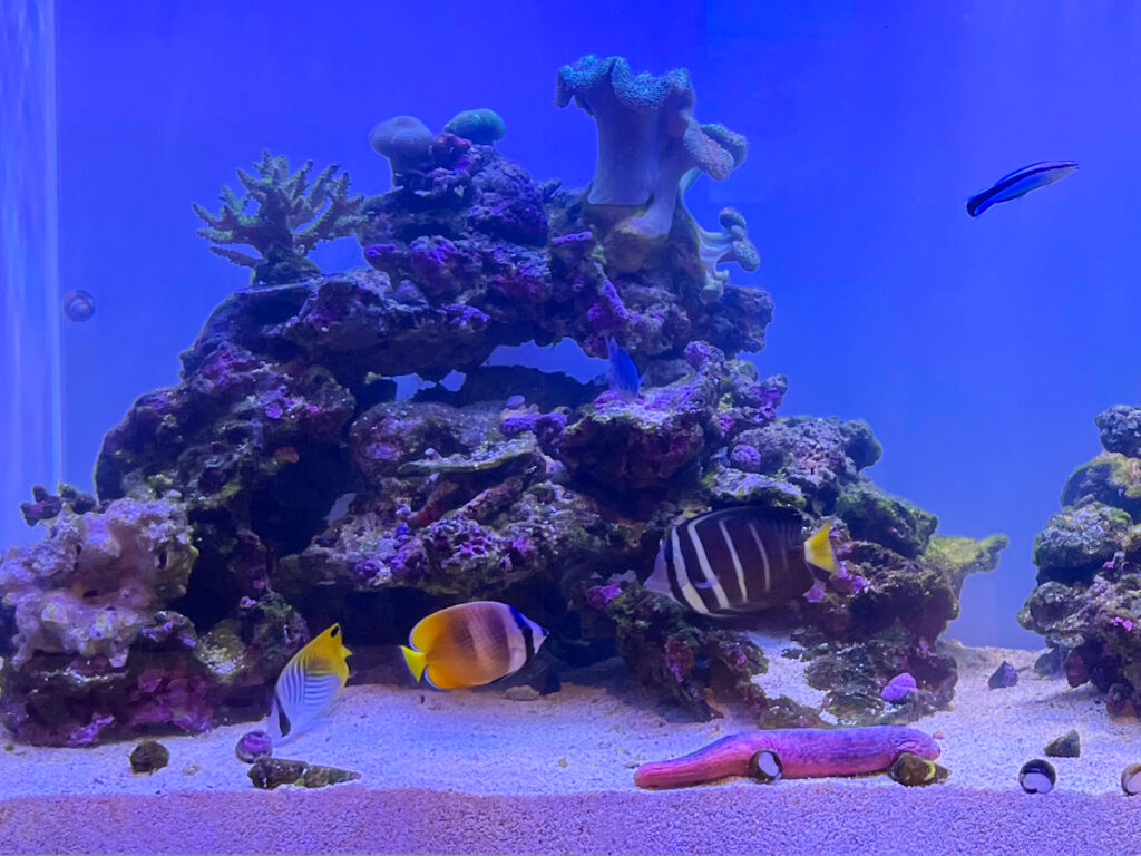 ライブロックと海水魚が泳ぐサンゴ水槽のレイアウト