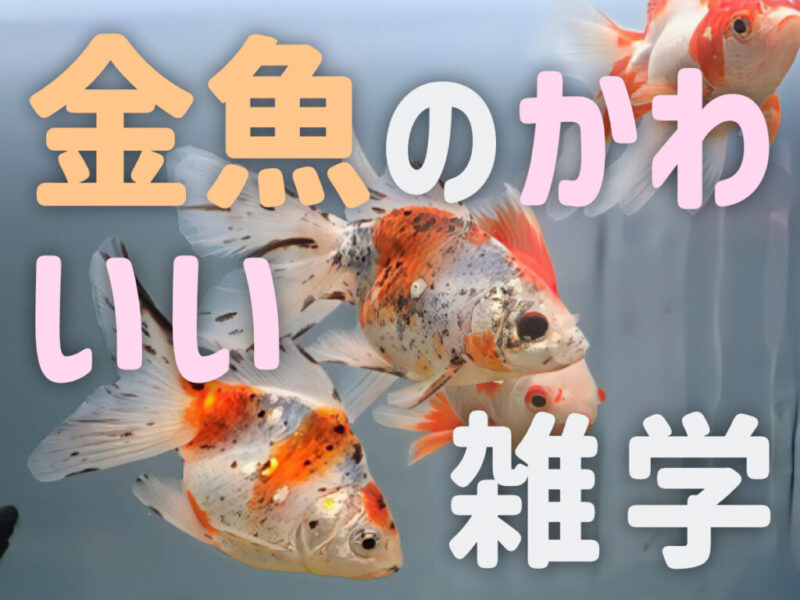 金魚のかわいい雑学10選!習性・行動・鳴き声やアピールなどを紹介