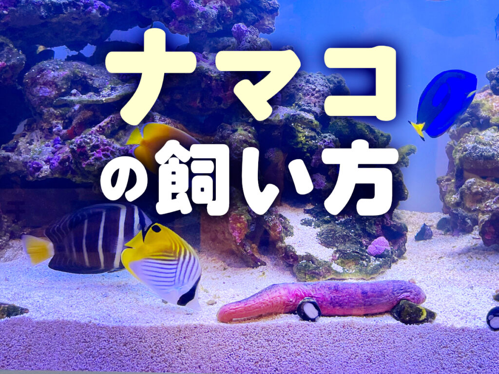 ナマコの飼い方!特徴から水槽飼育のメリット、おすすめナマコ5選のサムネイル画像
