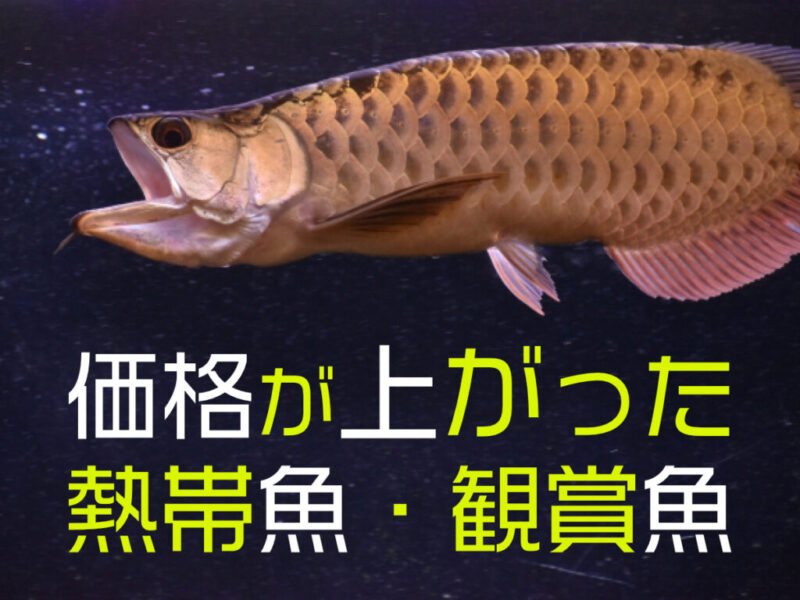 価格が上がった熱帯魚・観賞魚10種!輸入の影響などで値上がりした生体