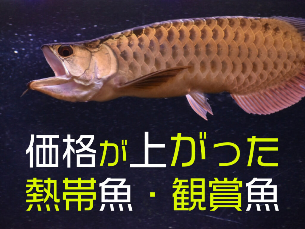 価格が上がった熱帯魚・観賞魚10種!輸入の影響などで値上がりした生体のサムネイル画像