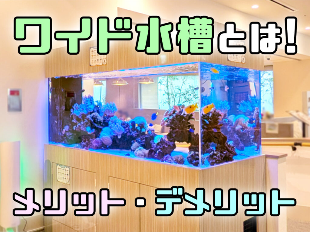 ワイド水槽とは！メリット・デメリットと奥行きを活かした水槽事例のサムネイル画像