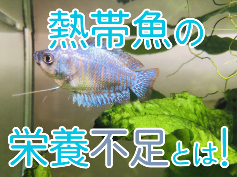 熱帯魚の栄養不足とは！の文字と水草を泳ぐ熱帯魚画像