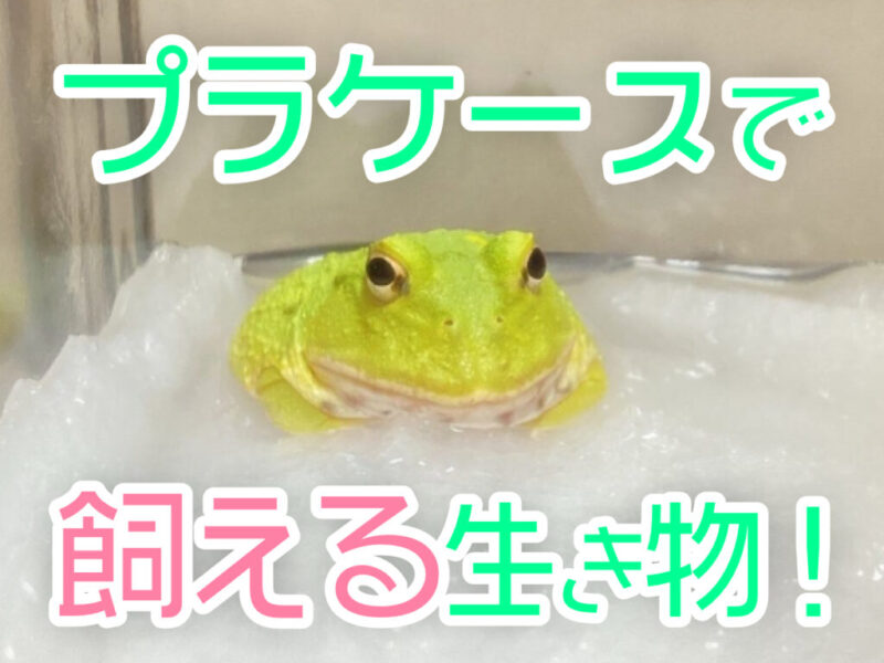 プラケースで飼える生き物の見出し画像と黄緑色のカエル