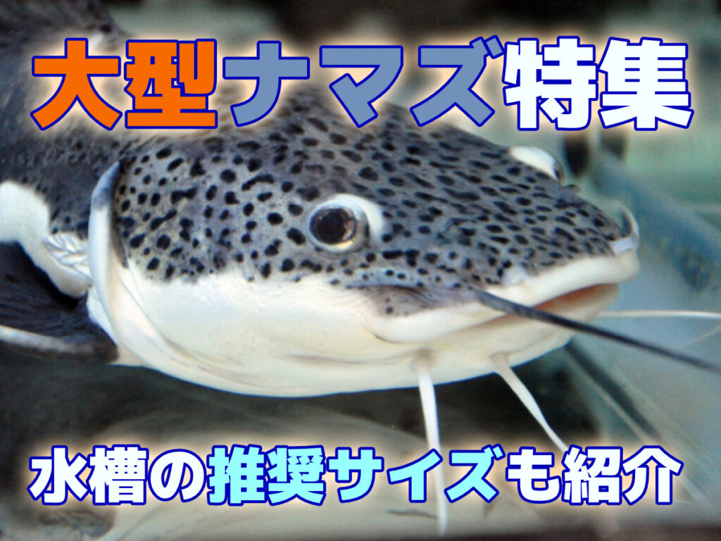 大型ナマズ特集!水槽飼育できる大型ナマズ10選!推奨水槽サイズも紹介のサムネイル画像