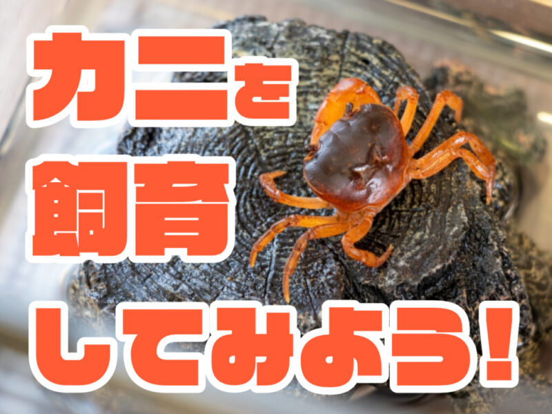 カニを飼育してみよう！の文字と流木に乗るカニの画像