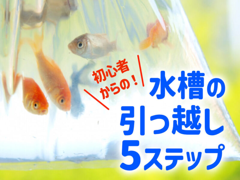 初心者からの水槽の引っ越し5ステップの見出し画像