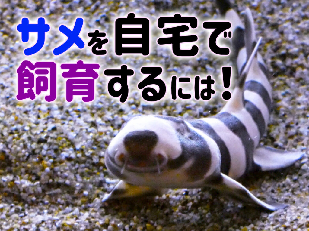 サメを自宅で飼育するには!飼育可能なサメの種類と飼い方のポイントを紹介のサムネイル画像