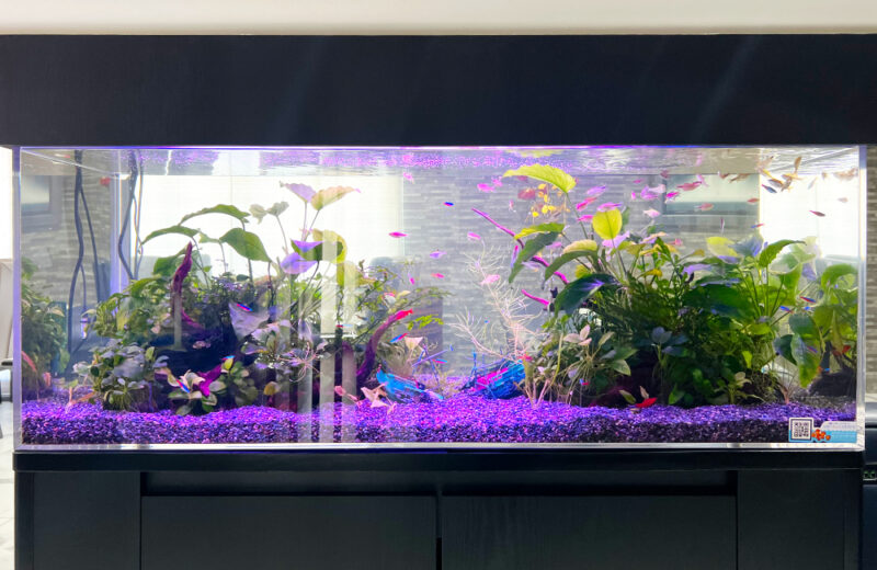 企業様の120cm淡水魚水槽！保養所にリラックスムードを演出 水槽画像２