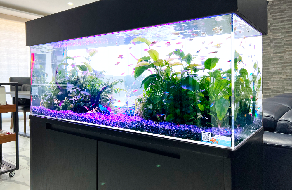 水草とネオンテトラの仲間が泳ぐ大型の熱帯魚水槽