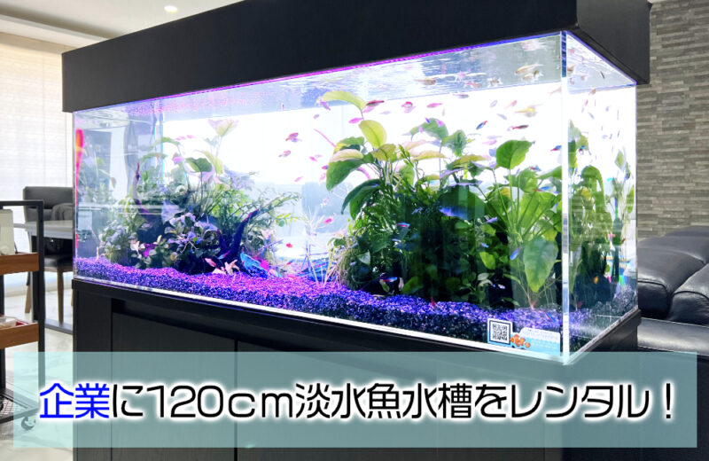 企業様の120cm淡水魚水槽！保養所にリラックスムードを演出 水槽画像１