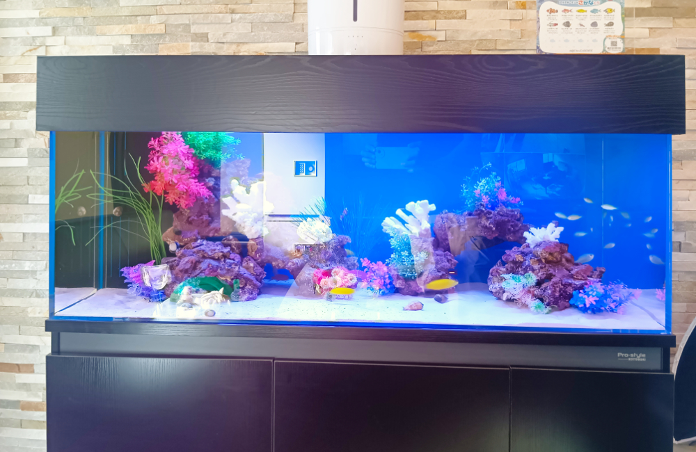 サンゴ模型と小型魚が泳ぐ横長海水風水槽の全景