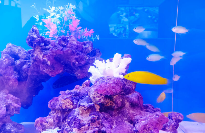 企業様のオフィスに海水魚水槽を設置!天蓋がおしゃれな120cm水槽 水槽画像3
