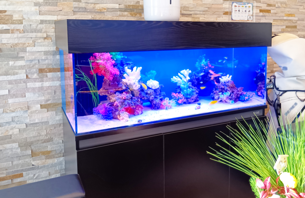 青い照明の海水魚水槽と黒い水槽台の設置風景