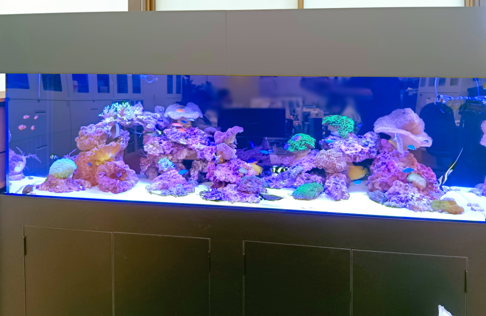 サンゴと熱帯魚が泳ぐ大型の海水魚水槽のレイアウト
