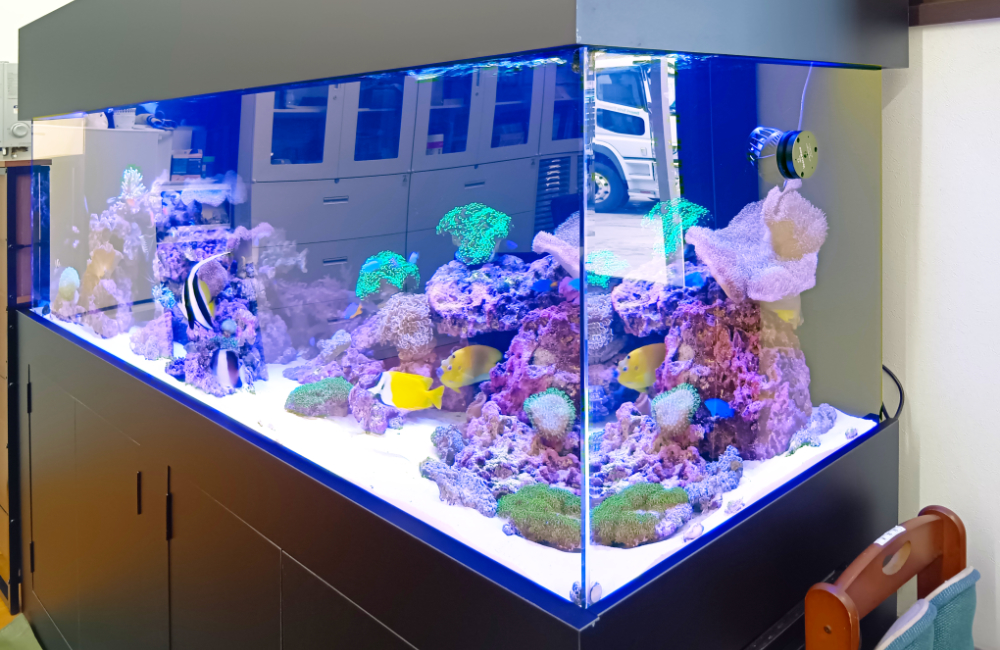 海水魚とサンゴが泳ぐ大型のオーバーフロー水槽