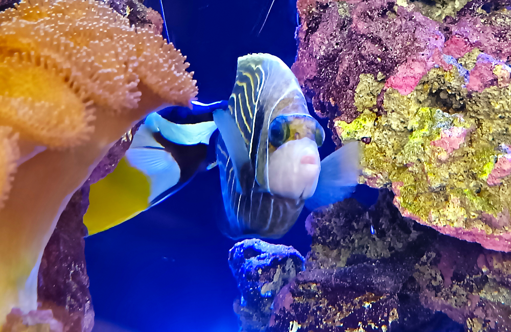 サンゴ岩の隙間を泳ぐヤッコの仲間と海水魚の正面姿