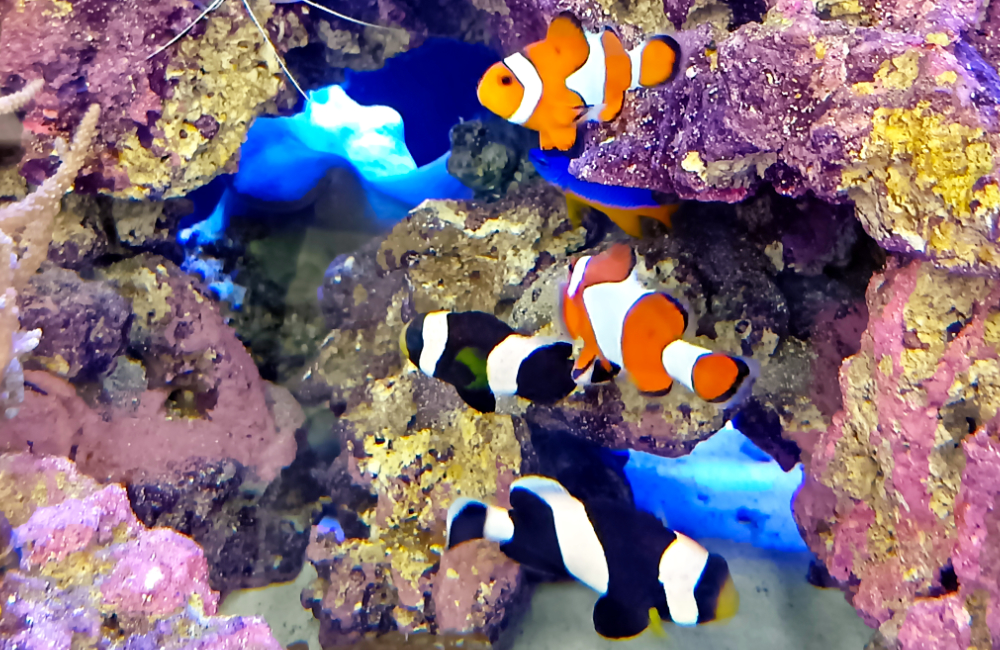 ライブロックの隙間を泳ぐクマノミと海水魚の仲間たち