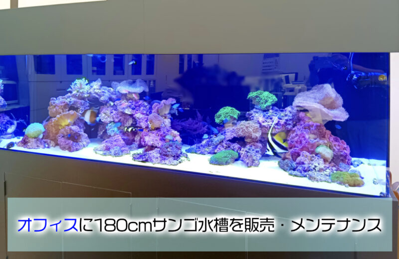 企業様のオフィスに特注サンゴ水槽を販売!180cm水槽のワイドな美しさ 水槽画像1