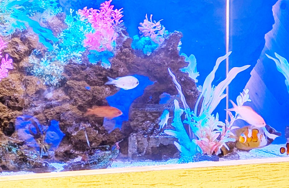 岩組とカラフルな人工水草の間を泳ぐ海水魚の水槽内景