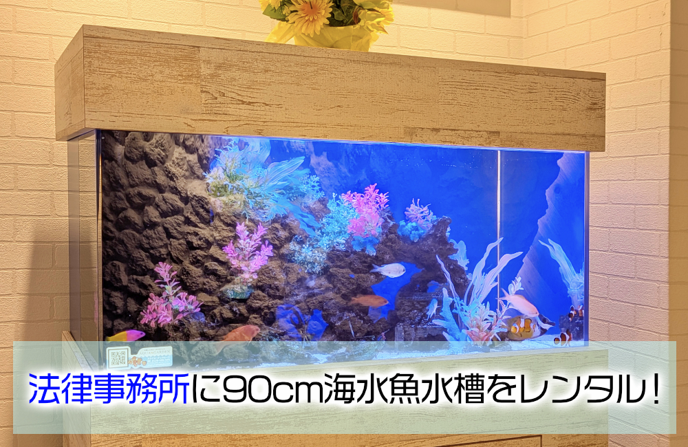 豊和法律事務所様の90cm海水魚水槽・その後!爽やかなマリンアクアリウム メイン画像