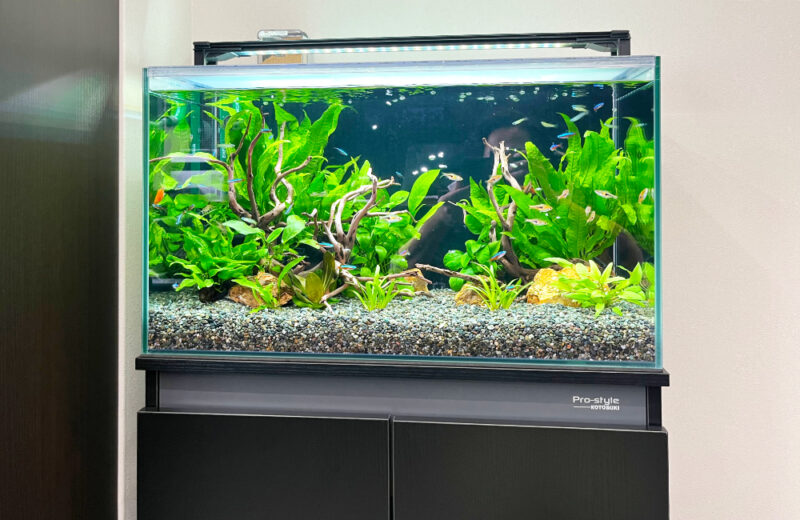 企業様の60cm淡水魚水槽！フロアに溶け込むアクアリウム 水槽画像２