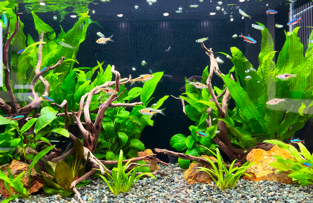 流木と水草を配置した水槽を泳ぐネオンテトラの仲間と小型魚