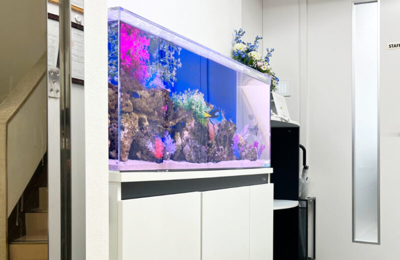 企業様の120cm海水魚水槽・サイズアップ後の様子!ナンヨウハギたちが泳ぎます 水槽画像5
