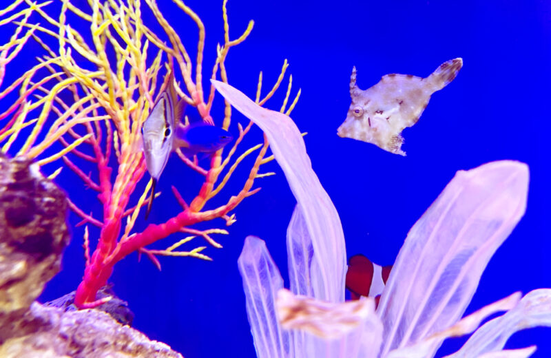 企業様の120cm海水魚水槽・サイズアップ後の様子!ナンヨウハギたちが泳ぎます 水槽画像4