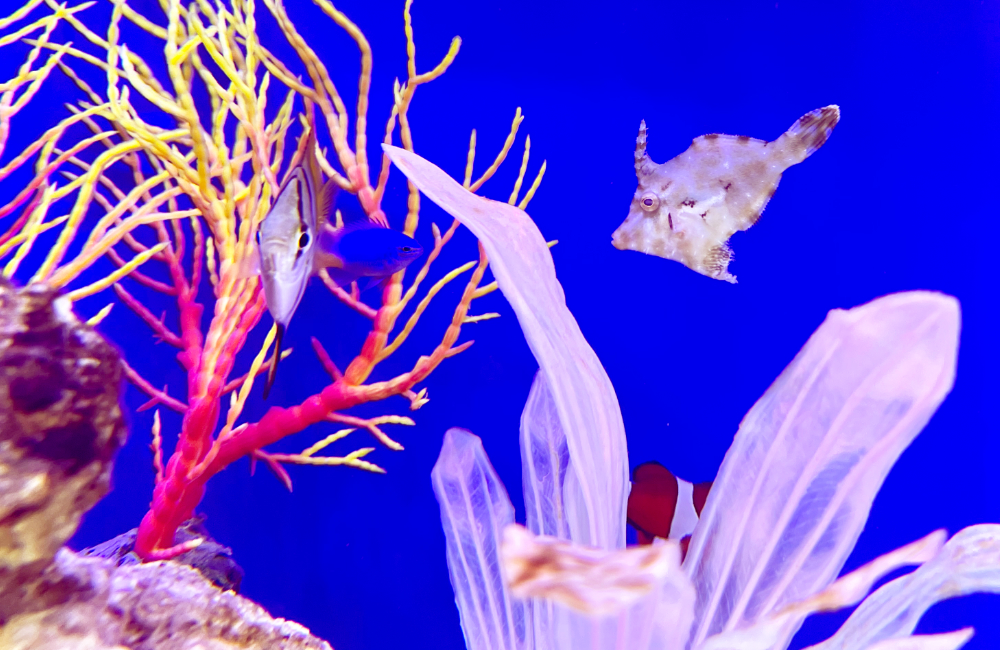 サンゴの周りを泳ぐカワハギや熱帯魚の海水槽