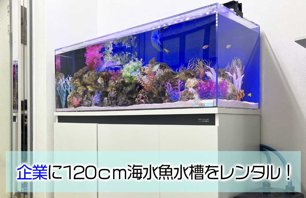 企業様の120cm海水魚水槽・サイズアップ後の様子!ナンヨウハギたちが泳ぎます