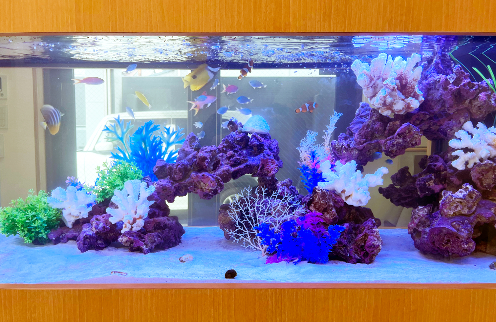 サンゴ模型と海水魚が泳ぐ大型の海水魚水槽