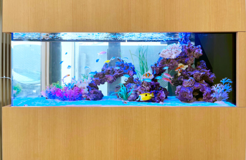 企業様の120cm埋め込み水槽!透明感ある明るい海水アクアリウム 水槽画像3