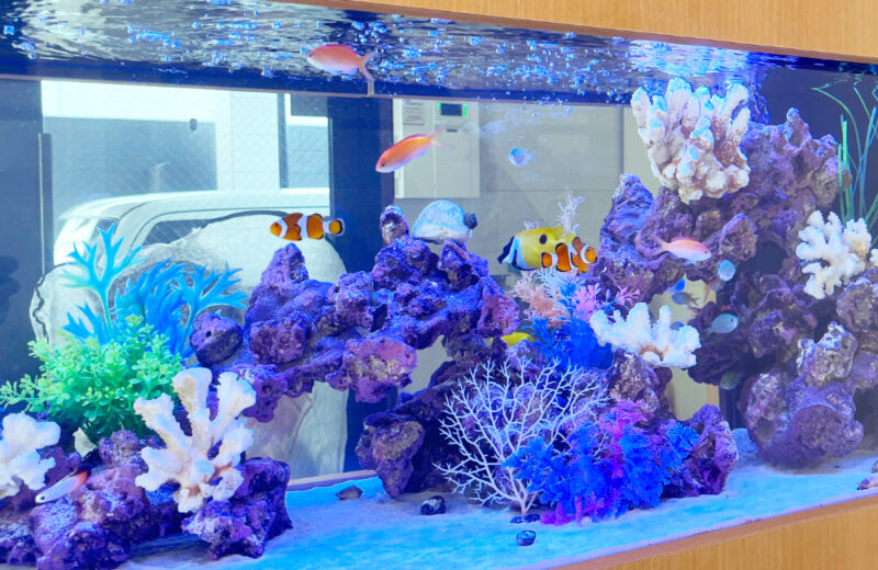 企業様の120cm埋め込み水槽!透明感ある明るい海水アクアリウム 水槽画像5