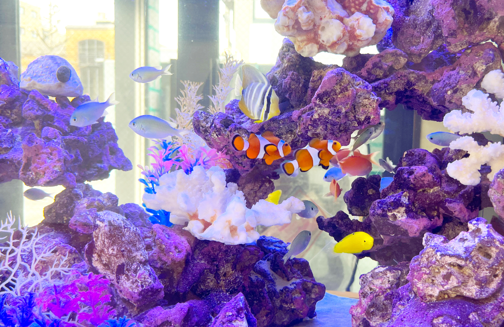 クマノミや海水魚が泳ぐサンゴ岩のレイアウト水槽