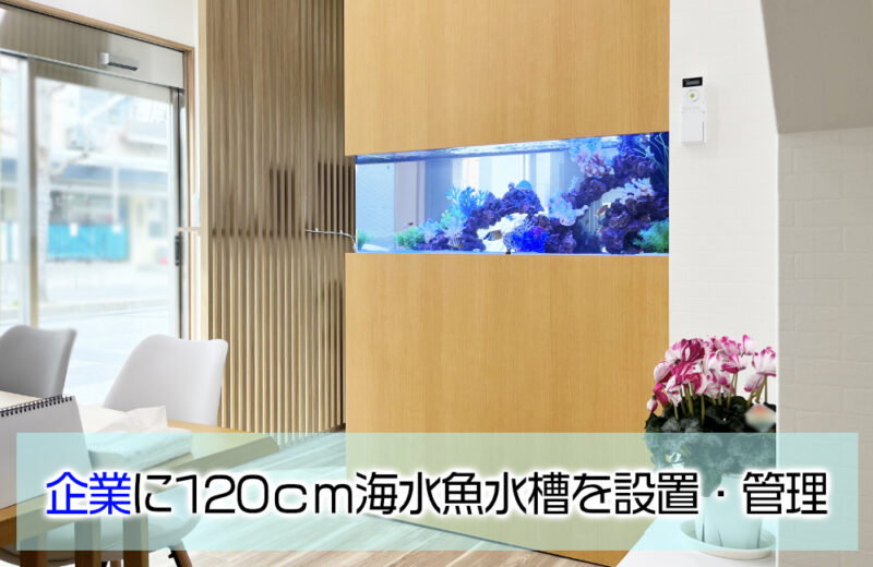 企業様の120cm埋め込み水槽!透明感ある明るい海水アクアリウム 水槽画像1