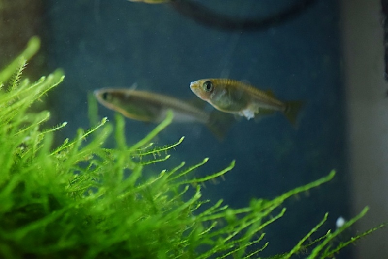 水草の茂みを泳ぐ卵を抱えたメダカと後方のメダカ