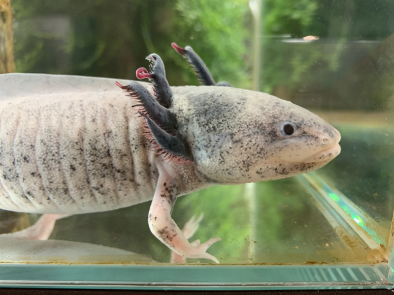 水槽内を泳ぐ黒い斑点模様があるウーパールーパーの横顔