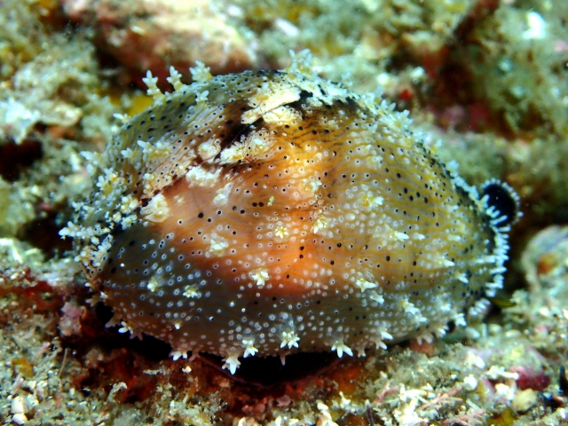 海底の岩場に生息するタカラガイの仲間と外套膜
