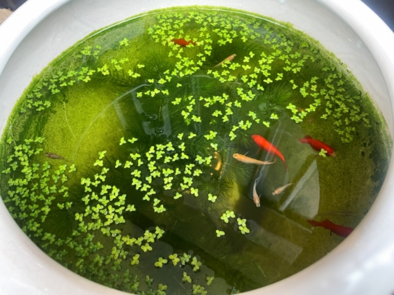 浮き草が浮かぶ睡蓮鉢で泳ぐメダカと金魚の俯瞰画像