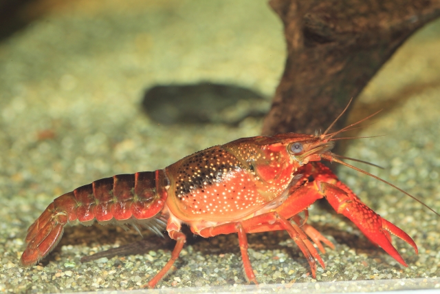 砂利の上にいる赤いアメリカザリガニと流木の背景
