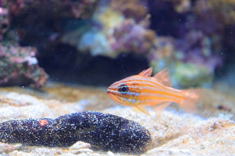 砂底を泳ぐオレンジ色の海水魚と黒いナマコ
