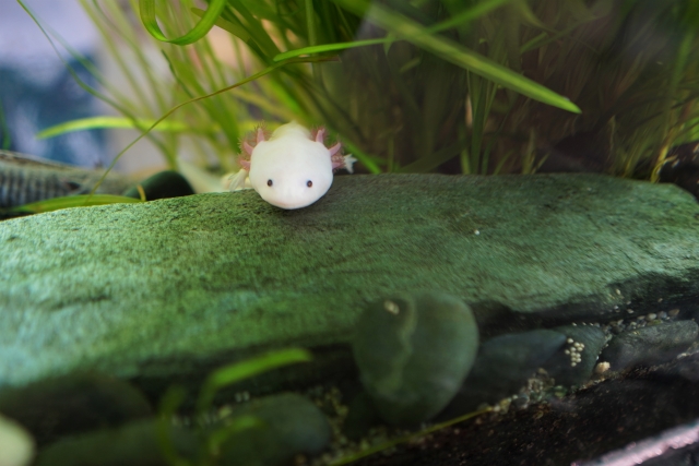 水草を背景に石の上から顔を出すウーパールーパー