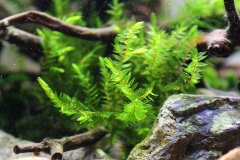 流木と石の間に生い茂る鮮やかな緑色の水草