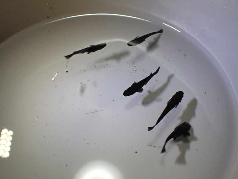 白い容器の中を泳ぐ数匹の黒いメダカの俯瞰画像