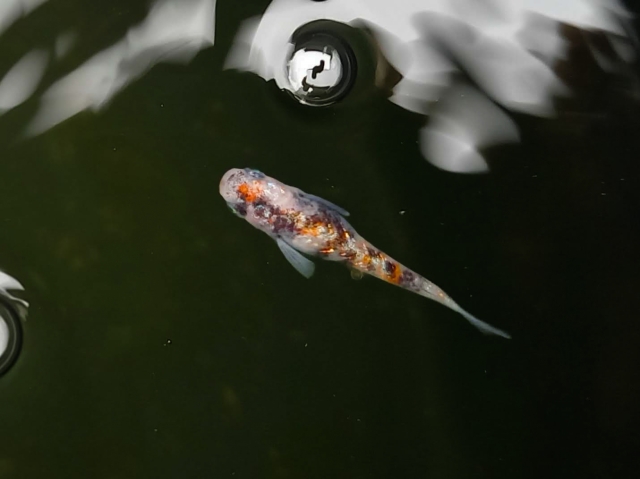 暗い水面を泳ぐ三色模様のメダカと水面に浮かぶ気泡
