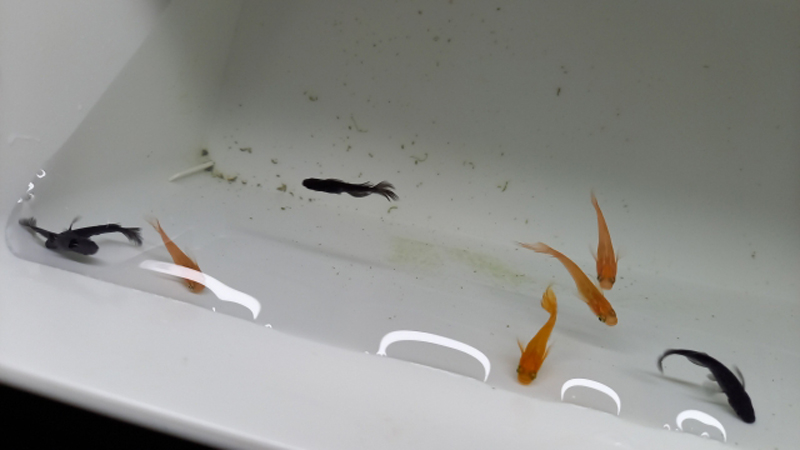 白い容器の中を泳ぐオレンジ色と黒色のメダカ群